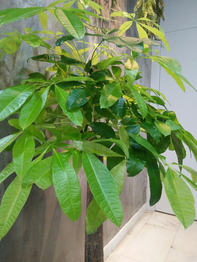 Jb Homestay Bukit Indah Wifi Ciq Mall Legoland Free Parking 新山 外观 照片